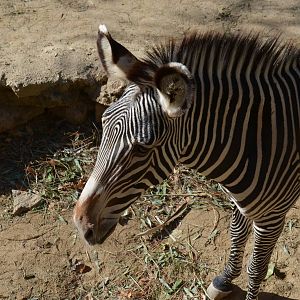 Grevy's Zebra