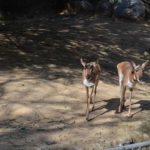 Peninsular Pronghorns