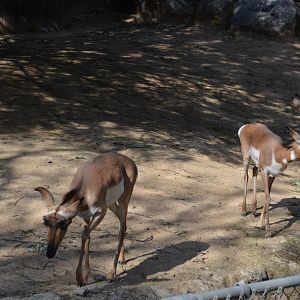 Peninsular Pronghorns