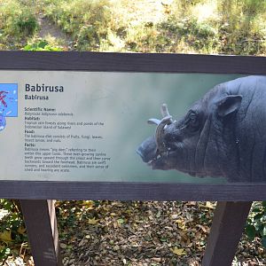 Babirusa Signage