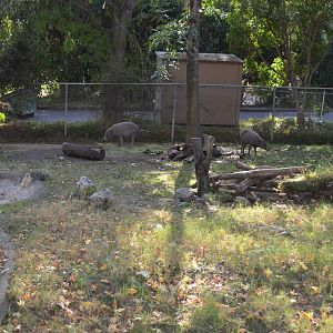 Babirusa Yard