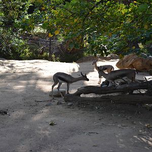 Speke's Gazelle Yard