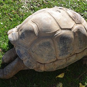 Aldabra Tortoise