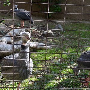 Crested Screamer Family