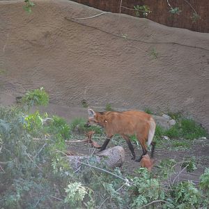 Maned Wolf