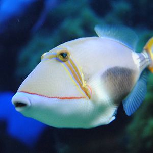 Trigger fish