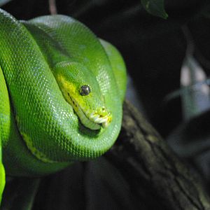 Green tree python