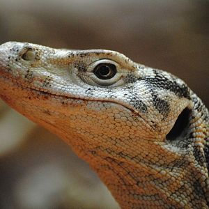 Spencer´s monitor lizard
