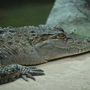 Mindoro crocodile