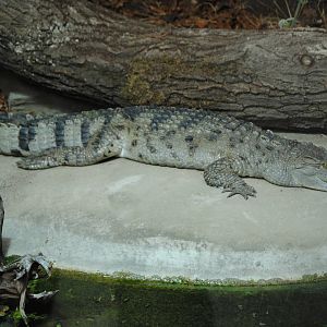 Mindoro crocodile