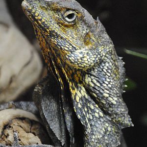 Frill-necked lizard