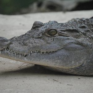 Mindoro crocodile