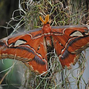 Atlas moth