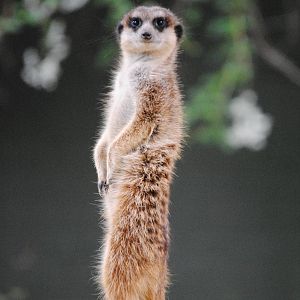 Meerkat
