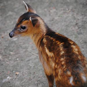 Muntjac