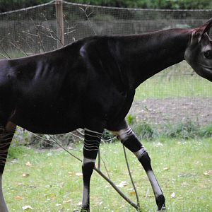 Okapi
