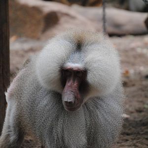 Hamadryas baboon