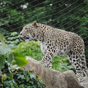 Persian leopard