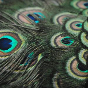 Green peacock