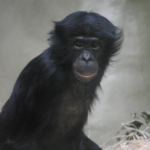 Bonobo