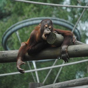 Orang-Utan
