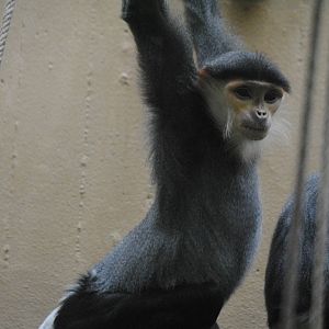 Douc Langur