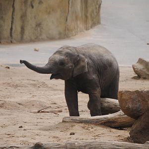 Asian elephant