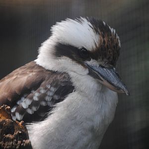 Kookaburra