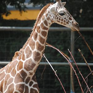 Reticulated giraffe