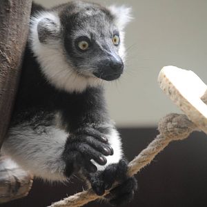 Ruffed lemur