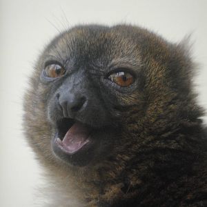 Greater bamboo lemur