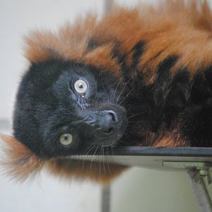 Red ruffed lemur