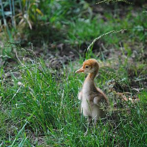 Red-crowned crane