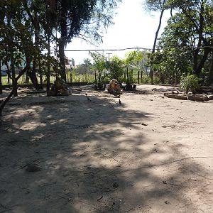 Tortoise enclosure
