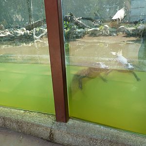 Caimans in the Aquaterrarium