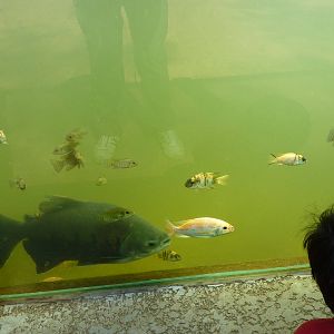 Fishies in the Aquaterrarium