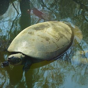 River turtle in the Aquaterrarium