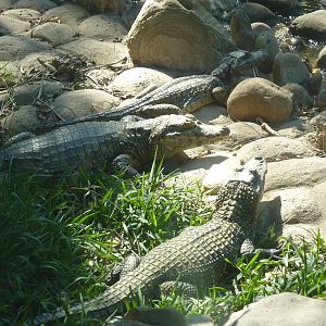 Caimans in the Aquaterrarium
