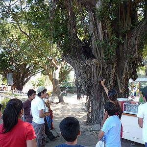 Escaped spider monkey