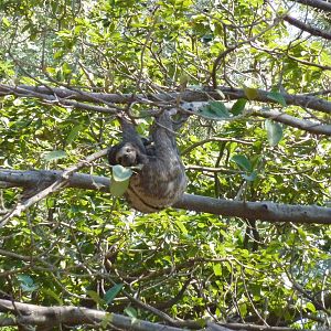 Sloth