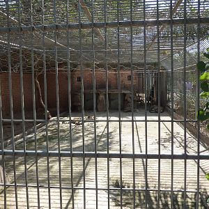 Jaguar cage