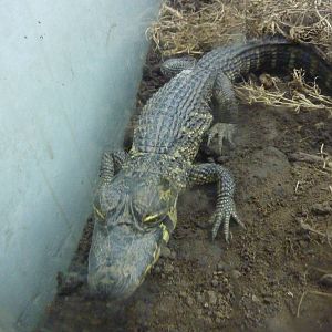 Juvenile black caiman