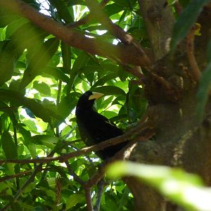 Yellow-rumped cacique