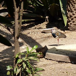 Southern lapwing