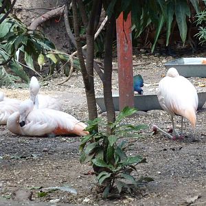 Chilean flamingos and gallinule