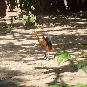 Fulvous whistling duck