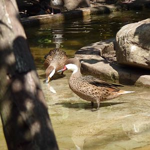 Bahama pintails