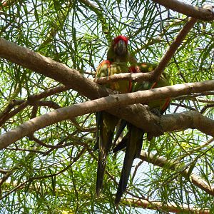 Inside the walkthrough aviary