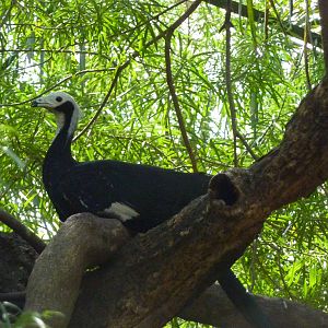 Inside the walkthrough aviary