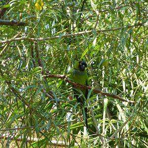 Nanday conure